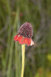 Grassleaf coneflower